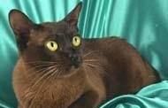 猫咪的品种图片,猫的品种图片名字大全图18