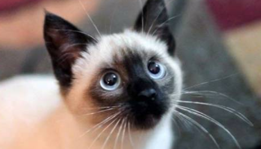 猫咪的品种图片,猫的品种图片名字大全图3