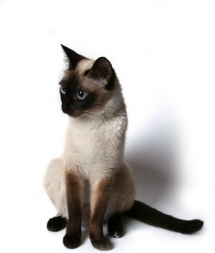 猫咪的品种图片,猫的品种图片名字大全图10