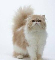 猫咪的品种图片,猫的品种图片名字大全图17