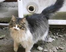 猫咪的品种图片,猫的品种图片名字大全图15