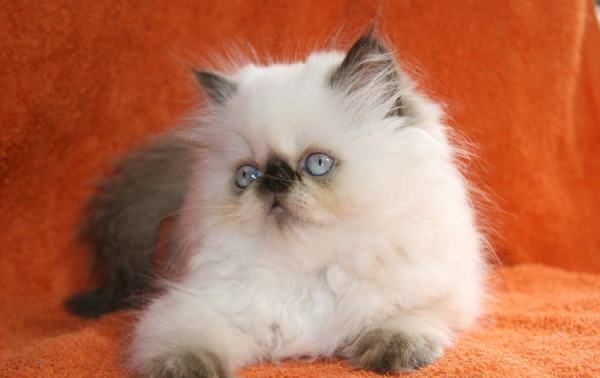 猫咪的品种图片,猫的品种图片名字大全图13