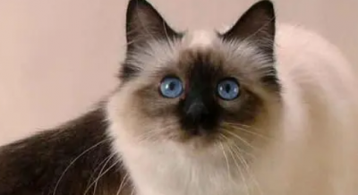 ​猫咪的品种图片,猫的品种图片名字大全