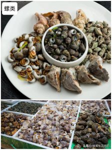 ​十种受欢迎的海鲜（盘点海里10种常吃的螺类）