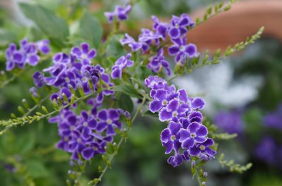 ​夏天开的花有哪些（十种可以在夏季盛开的花卉品种）