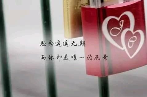 简单又暖心的想念句子狗狗在路上被撞怎么处理