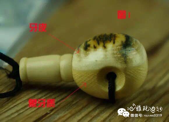 猛犸象牙的优缺点和保养方法（猛犸象牙的优缺点和保养方法）(3)