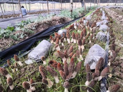 ​羊肚菌的种植方法及技术（羊肚菌种的种植方法）