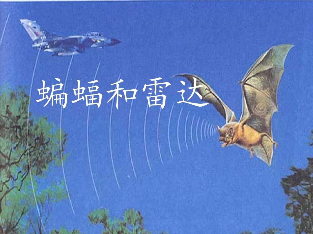 蝙蝠和雷达的资料（雷达的发明与蝙蝠没有半毛钱关系）