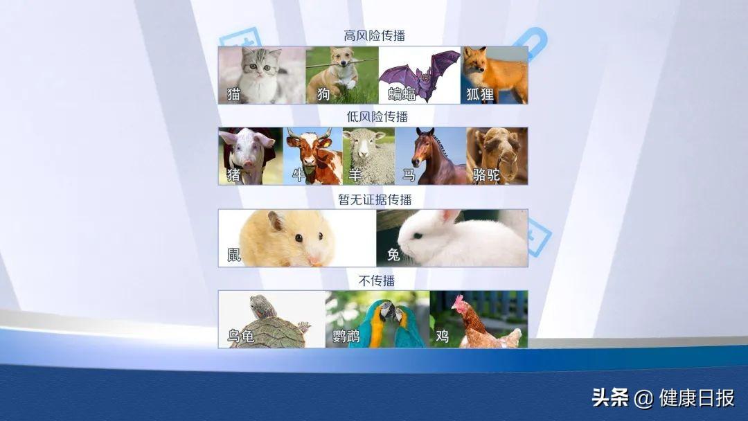 被正常的狗咬了会得狂犬病吗（狂犬病十日观察法可靠吗）(图4)