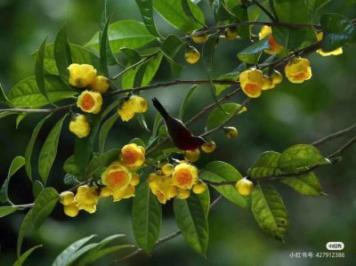 ​金花茶怎么种植（金花茶的种植方法）
