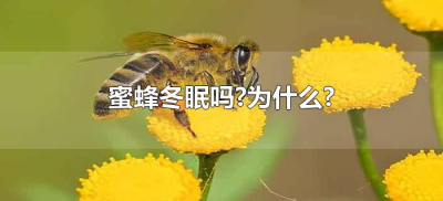 ​蜜蜂冬眠吗?为什么?（蜜蜂冬天会不会冬眠）