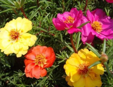 ​15种一年四季都开的花（一开花就停不下来）