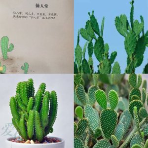 ​介绍仙人掌的特点（仙人掌的特点有哪些）