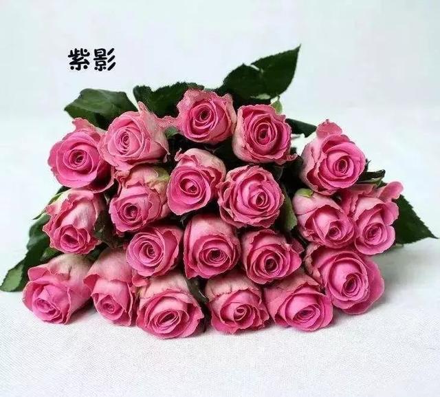 玫瑰品种大全介绍（100种玫瑰品种科普）(20)