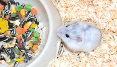 ​可以喂仓鼠吃什么食物（仓鼠可以吃什么人类吃的东西）