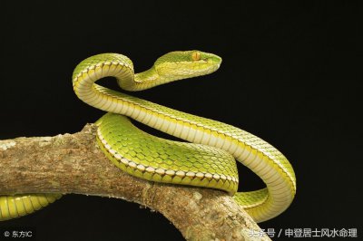 ​蛇男蛇女适合做夫妻吗（属蛇男和属蛇女婚配好不好）