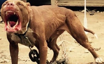 ​中国十大禁犬，比特犬最猛烈被制止在公同场所涌现_附图片