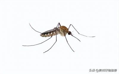 ​蚊子怕酒精气味吗（卧室蚊子用什么方法驱赶最有效）