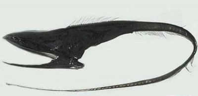 ​深海里有什么生物?深海中长相奇异的10种动物