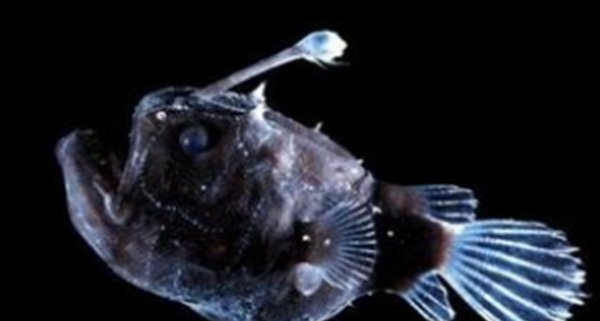 深海里有什么生物?深海中长相奇异的10种动物