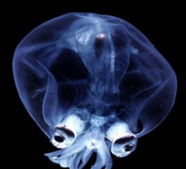 深海里有什么生物?深海中长相奇异的10种动物