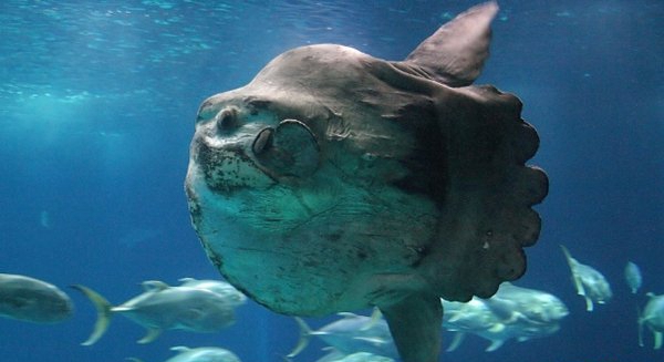 深海里有什么生物?深海中长相奇异的10种动物