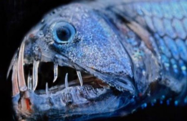 深海里有什么生物?深海中长相奇异的10种动物