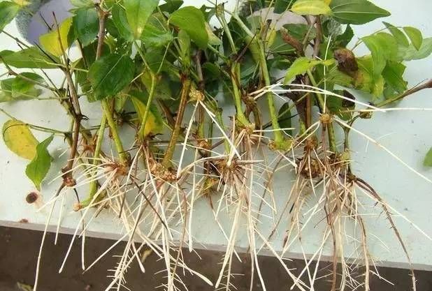 用生根粉浸泡后直接植入盆中吗