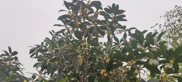 生根粉泡完要马上种,君子兰烂根处理视频图5