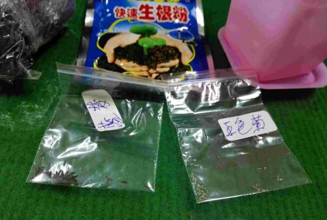 多肉植物用生根粉浸泡后是直接栽种吗