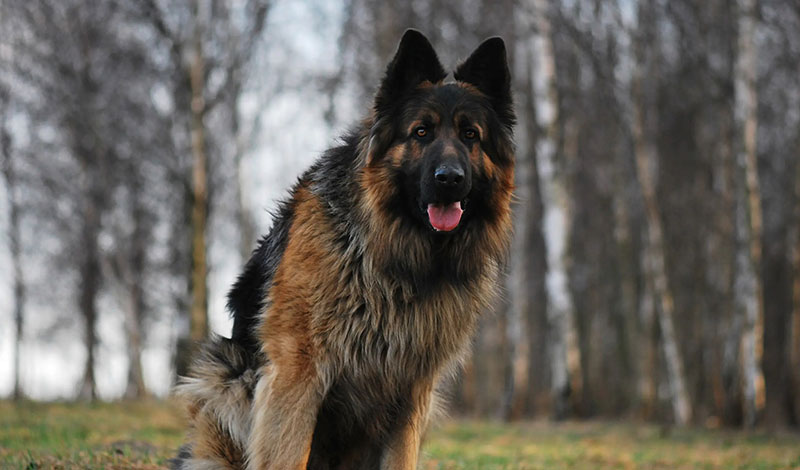常见的军犬都有什么品种(军犬一般是什么品种)(图5) 常见的军犬都有什么品种(军犬一般是什么品种)(图5)
