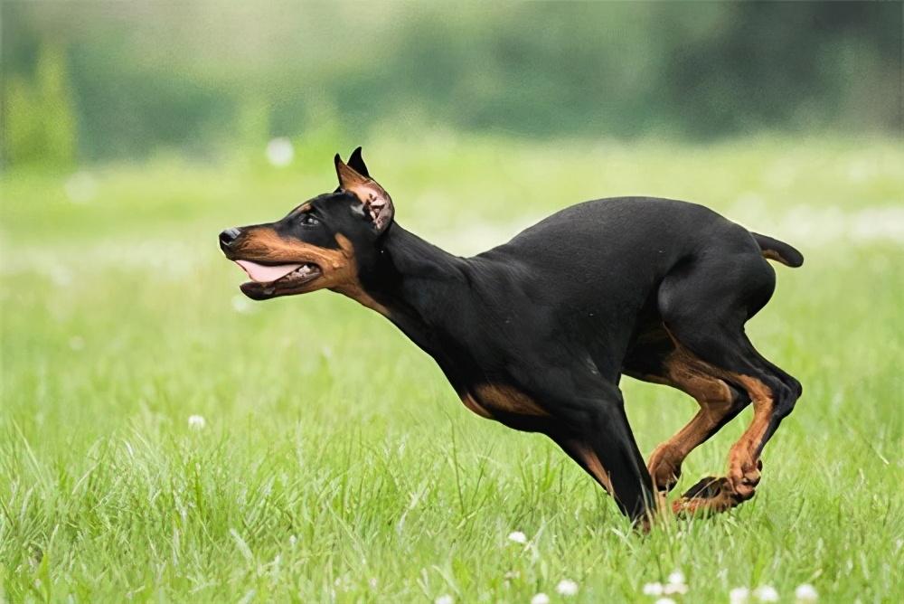 常见的军犬都有什么品种(军犬一般是什么品种)(图4) 常见的军犬都有什么品种(军犬一般是什么品种)(图4)