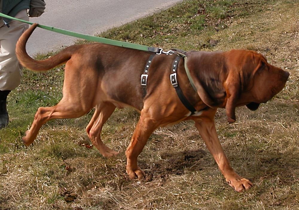 常见的军犬都有什么品种(军犬一般是什么品种)(图3) 常见的军犬都有什么品种(军犬一般是什么品种)(图3)