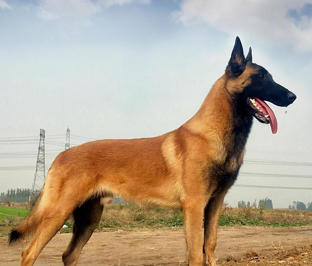 常见的军犬都有什么品种(军犬一般是什么品种)(图2) 常见的军犬都有什么品种(军犬一般是什么品种)(图2)