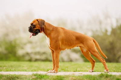 ​常见的军犬都有什么品种（军犬一般是什么品种）