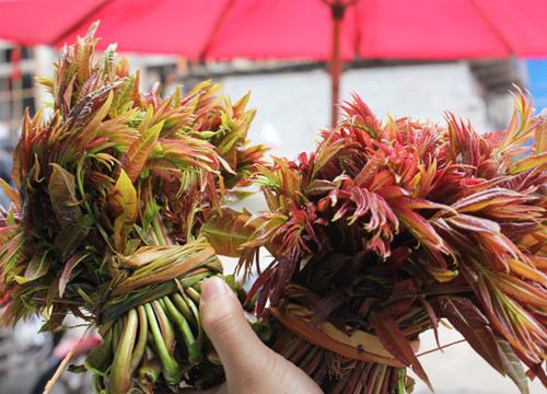 香椿要如何吃（香椿怎么吃这里有答案）(1)