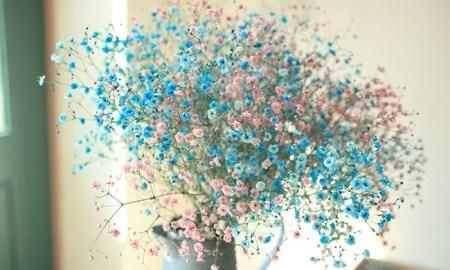 满天星所有颜色的花语,满天星所有颜色的花语图4