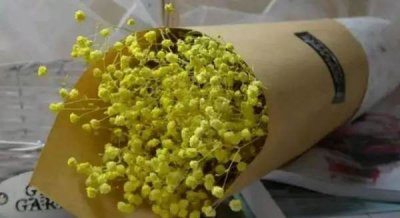 ​满天星所有颜色的花语,满天星所有颜色的花语
