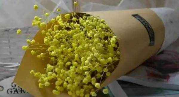 满天星所有颜色的花语,满天星所有颜色的花语图1