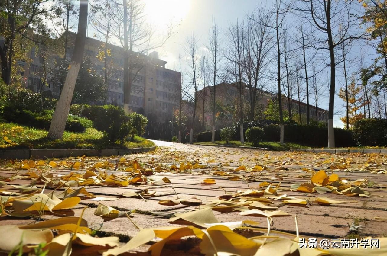 云南交通职业技术学院哪个专业前景好(云南交通职业技术学校怎么样)(图2) 云南交通职业技术学院哪个专业前景好(云南交通职业技术学校怎么样)(图2)
