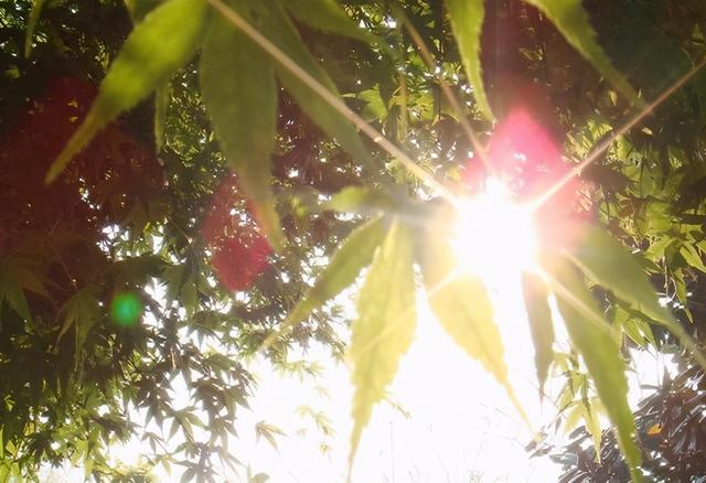 夏至三庚入头伏怎样算法（夏至三庚数头伏）(2)