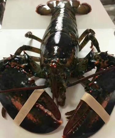 龙虾死了可以冷冻吗