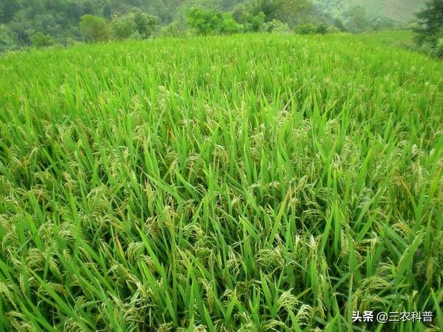 如何在家配制有机肥(配方肥没那么神秘)(2)