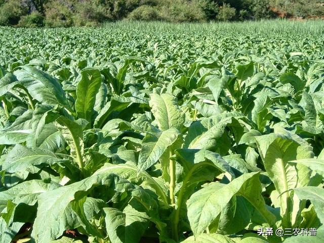 如何在家配制有机肥(配方肥没那么神秘)(3)