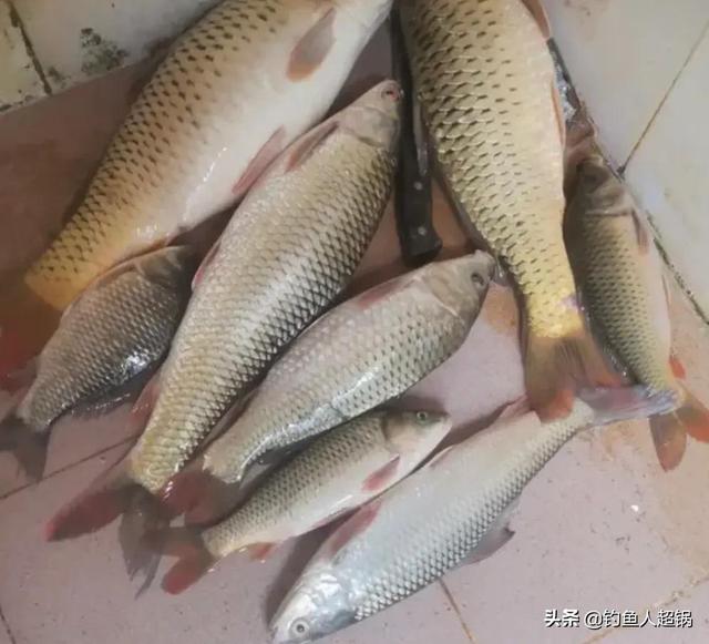 水库鲤鱼怎么钓才开口(老钓鱼人分享一套完整攻略)(6)