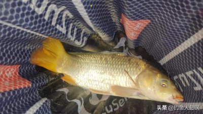 ​水库鲤鱼怎么钓才开口（老钓鱼人分享一套完整攻略）