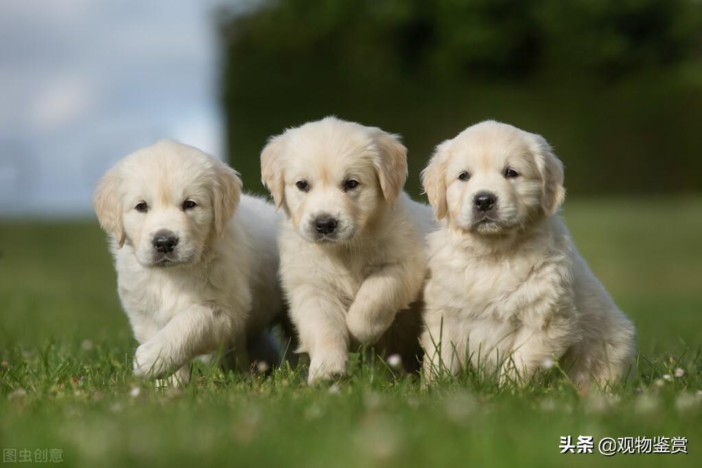狗狗训练教程18个技巧(小狗怎么训练它才能听话)(图3) 狗狗训练教程18个技巧(小狗怎么训练它才能听话)(图3)