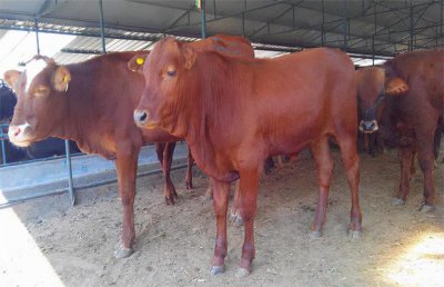 ​如何快速养殖肉牛（乡村小能手教你如何养殖肉牛）
