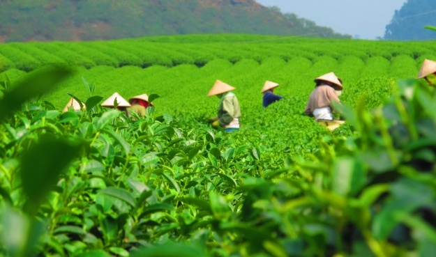 绿茶中的茶多酚有什么作用（茶多酚是什么）(图3)